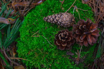 pine cones on wood
