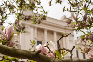 a flowering magnolia tree and Lund University in the backgrond