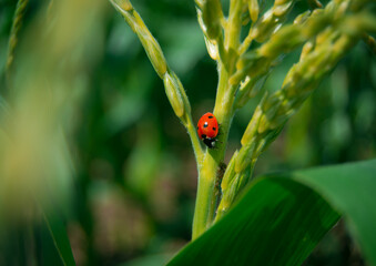 Obraz premium ladybug on a green grass