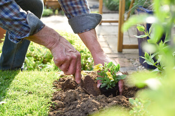 Mature man planting flowers in a flower bed while gardening at home close up on hands