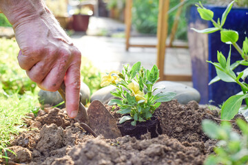 Mature man planting flowers in a flower bed while gardening at home close up on hands