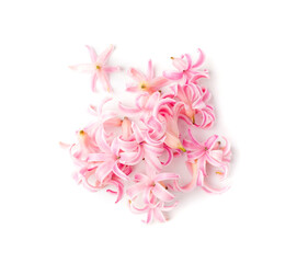 Pink Hyacinth Petals Isolated, Small Hyacinth Flowers