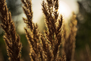 Obraz premium wheat field at sunset