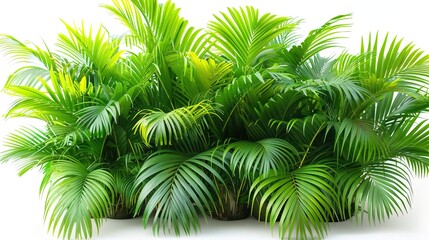 Photo of a beautiful lush green tropical palm tree