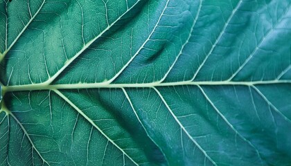 vibrant green leaf texture in close up