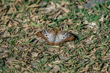 White Peacock butterfly resting on the floor.