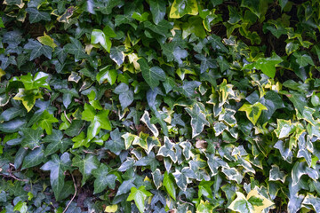 wall of ivy