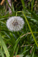 dandelion head
