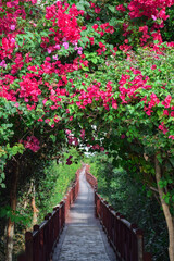 Lush canopy on tropical Bougainvillea plant bushes above narrow wooden pathway disappearing into...