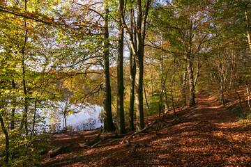 Herbstfarben im Buchenwald am Schieren See.