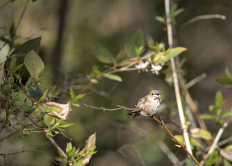 rufous hummingbird female tiny bird sitting on tree branch in the park (nature wildlife) beautiful small animal photo photography telephoto