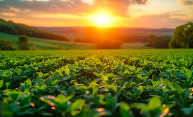 Tea plantation in the morning. Green field at sunset