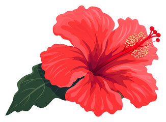 PNG A red hibiscus flower plant white background inflorescence