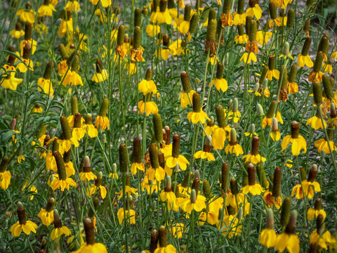 Prairie coneflower, ratibida columnifere field in Saskatchewan