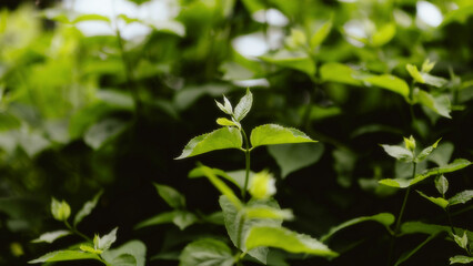 Fototapeta premium plant in the garden