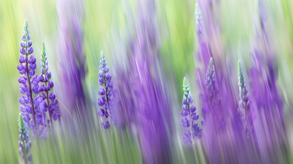 Naklejka premium Streaks of Purple Lupins Abstracted in a Field