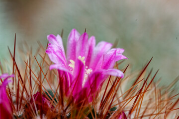 beautiful cactus blossom. Beautiful pink cactus flowers, Beautiful colorful flowers of small cactus’s