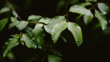 rain drops on leaves
