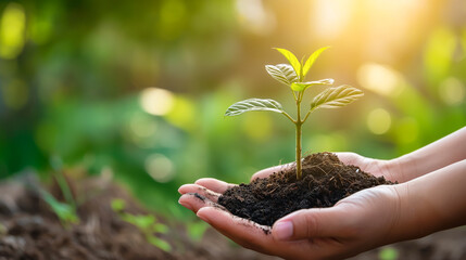  hand holding plant growing on soil.environment Earth Day In the hands of trees growing seedlings. Bokeh green Background