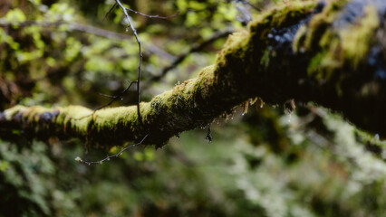 green moss on tree