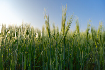 Fototapeta premium Fresh Morning Dew on Young Green Wheat