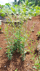 A herbal plant called Root Beer Plant, Island Snake-root, or Milkwort (Polygala paniculata). It's native to several regions, including Southeast Asia. Selective focus image 