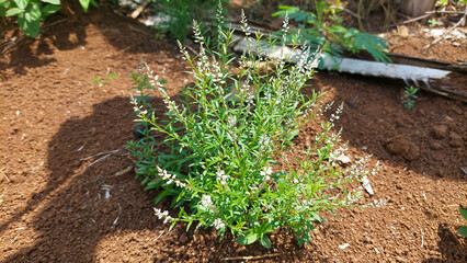 A herbal plant called Root Beer Plant, Island Snake-root, or Milkwort (Polygala paniculata). It's native to several regions, including Southeast Asia. Selective focus image 