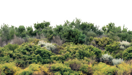 Obraz premium PNG Shrubland nature backgrounds vegetation.