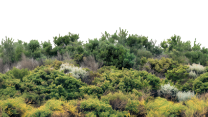 PNG Shrubland nature backgrounds vegetation.