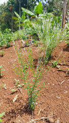 A herbal plant called Root Beer Plant, Island Snake-root, or Milkwort (Polygala paniculata). It's native to several regions, including Southeast Asia. Selective focus image 