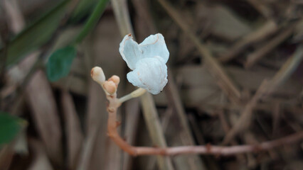 A unique orchid species called crystal bells (Didymoplexis pallens). This species is leafless and...