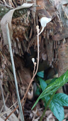 A unique orchid species called crystal bells (Didymoplexis pallens). This species is leafless and they do a symbiotic relationship with a microorganism to derive nutrition. Selective focus image