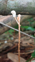 A unique orchid species called crystal bells (Didymoplexis pallens). This species is leafless and they do a symbiotic relationship with a microorganism to derive nutrition. Selective focus image