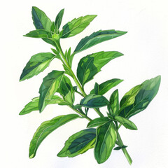 Illustration of a lush, green basil plant, perfect for culinary and herbal uses, displayed on a white background.
