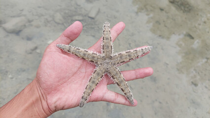 Sand-sifting Sea Star (Archaster typicus) collected from Pramuka Island, Jakarta