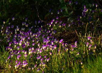 Wonderful flowers in purple white and yellow covering the ground