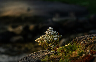 White bouquet from Mother Nature growing on the rock