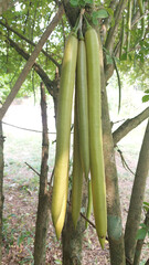 A unique plant called candle tree (Parmentiera cereifera)