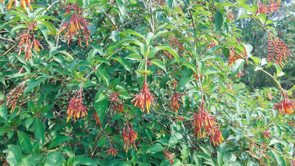 Ornamental plant called firebush (Hamelia patens)