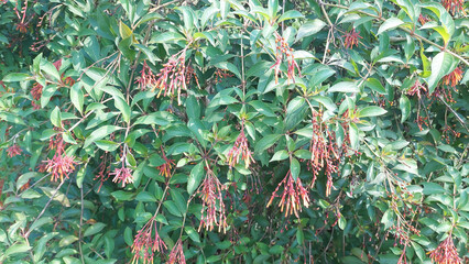 Ornamental plant called firebush (Hamelia patens)