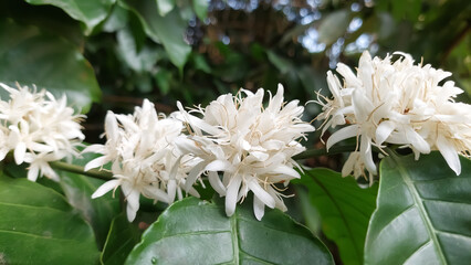 Flower of robusta coffee (Coffea canephora)