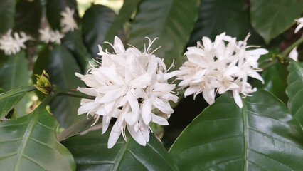Flower of robusta coffee (Coffea canephora)