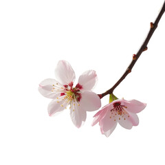 Fototapeta premium TRANSPARENT PNG ULTRA HD 8K picture featuring pale pink blossoms on a dark green branch, one petal partly open, the other closed, against a transparent backdrop
