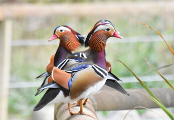 Male mandarin ducks standing on wood
