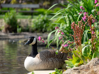 Stunning Canada goose at the edge of the lake, photographed in spring at Pinner Memorial Park, green flag park in Pinner, Middlesex, UK. The park attracts a variety of wildlife.