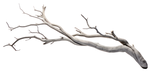 PNG  Grey dry branch driftwood white background tranquility