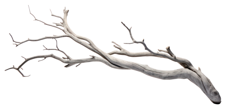 PNG  Grey dry branch driftwood white background tranquility
