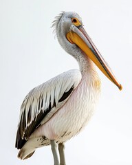 the Pink-backed Pelican, 