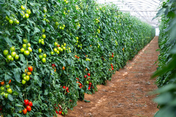 Ripe tomatoes growing among leaves on shrubs in big hothouse