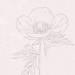 Anemone Flowers Delicate watercolor botanical digital paper
